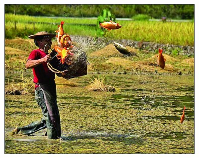 享稻香鱼肥 见农耕之美