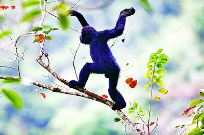 秘境深林 追猿之旅