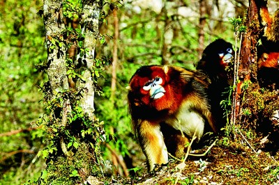 大九寨之秋：多彩童话世界