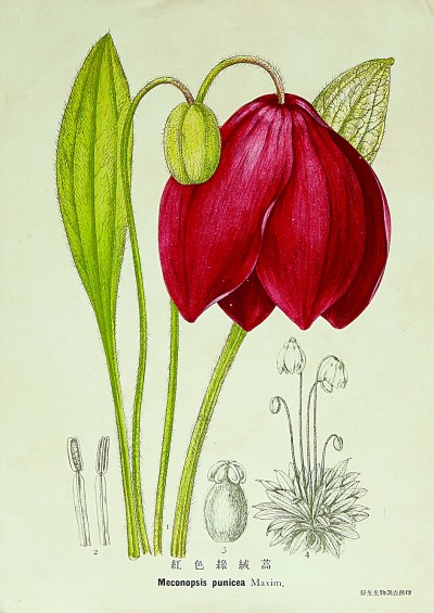 图绘自然：博物绘画在中国