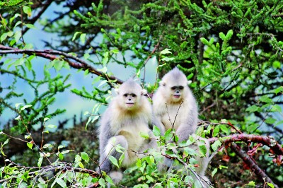 【大美中国】三江并流 大地杰作