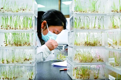 用影像探秘农业“芯片”