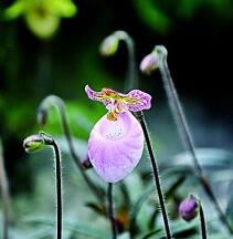 万峰林中寻“龙”踪