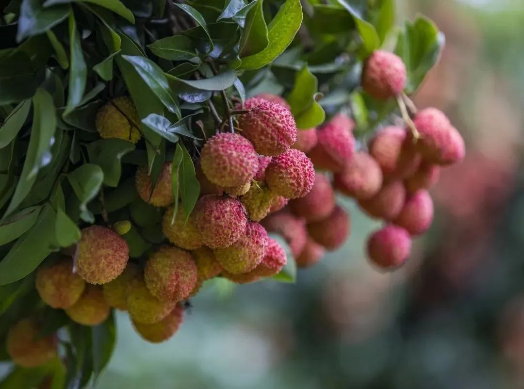 合江荔枝 向波.jpg