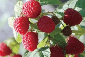 【特产】树莓：孕育于北纬30度的“黄金水果” 
