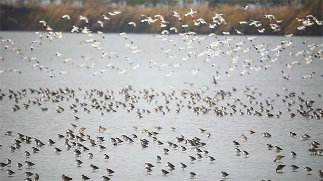 【思想的力量】“只此青绿” ——铺就津沽大地发展底色 【思想的力量】“只此青绿” ——铺就津沽大地发展底色