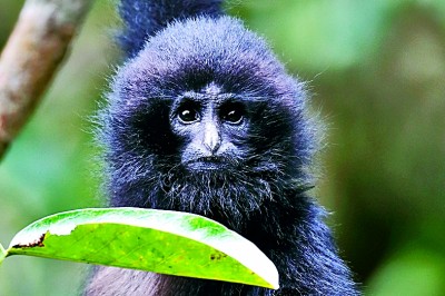 秘境深林 追猿之旅