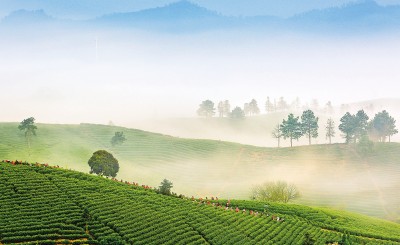 人间四月 茶香有约