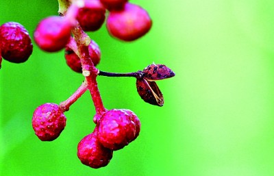 【节气里的韵味中国】立秋未觉凉，残暑日犹长