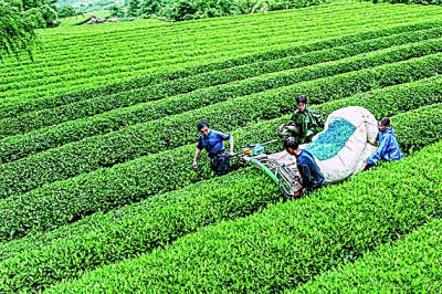 小农机助力大产业 小农机助力大产业