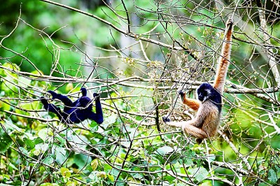 秘境深林 追猿之旅