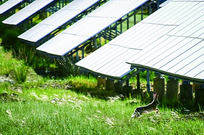 戈壁滩变身光伏牧场