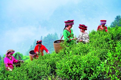 【大美中国】岭南春早，一路梅花一路诗