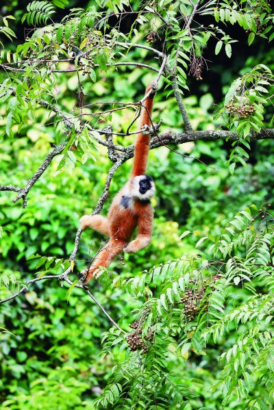 秘境深林 追猿之旅
