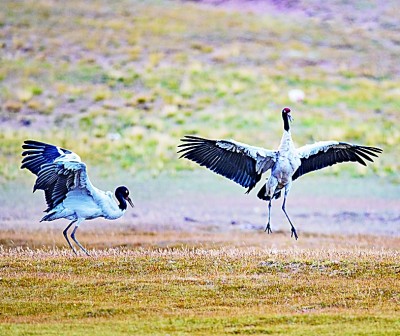生态旅游兴起 人与野生动物该如何相处