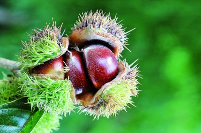 燕将明日去 秋向此时分 燕将明日去 秋向此时分