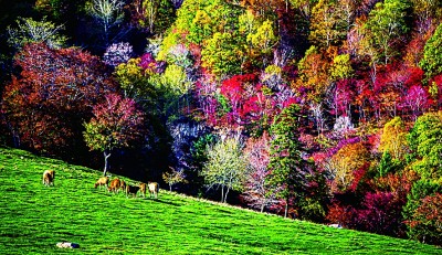 长白山脚下,丰收图景惹人醉 长白山脚下,丰收图景惹人醉