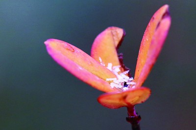 冬至阳生春又来 冬至阳生春又来