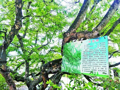 光明日报生态文明版：滇橄榄