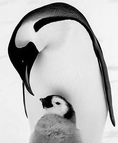 影像中的南极之美 影像中的南极之美