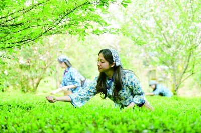 人间四月 茶香有约