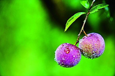 【节气里的韵味中国】立秋未觉凉，残暑日犹长