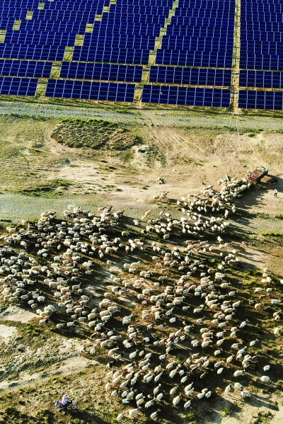 戈壁滩变身光伏牧场