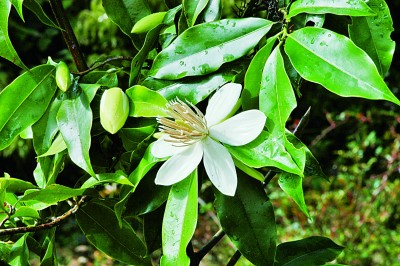 【大美中国】三江并流 大地杰作