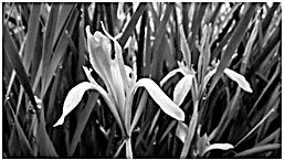 “在延安生活的人都忘不了马兰纸” “在延安生活的人都忘不了马兰纸”