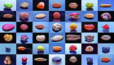 用影像探秘农业“芯片”