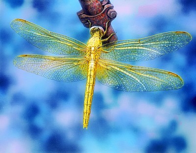 超越真实的显影——浅谈当代照相写实绘画的多维发展