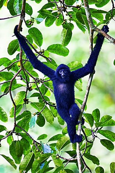 秘境深林 追猿之旅