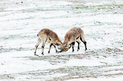 生态旅游兴起 人与野生动物该如何相处