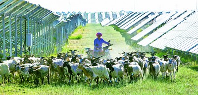 戈壁滩变身光伏牧场