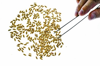 用影像探秘农业“芯片”