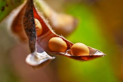 燕将明日去 秋向此时分 燕将明日去 秋向此时分