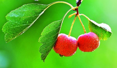 燕将明日去 秋向此时分 燕将明日去 秋向此时分