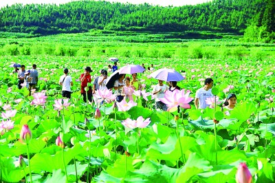 光明文化周末:以“莲”为媒 光明文化周末:以“莲”为媒