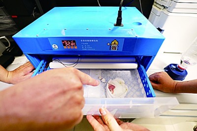 中轴线上的北京雨燕