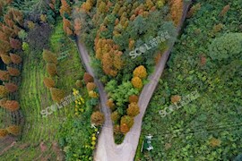 成都“小丹巴”——大坪村彩林红了