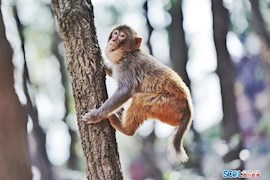 高清美图｜泸山猴群与战疫相关的故事