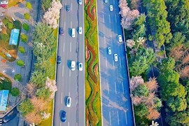 云赏花︱瞰成都天府大道缤纷烂漫红叶李