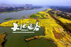 大地回春2｜眉山：油菜花开满地黄 三苏故里邂逅最美初春！