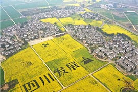 美！油菜花开巴蜀大地 春天的脚步如约而至