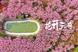 云赏花4｜风如酥，花似火，仁寿龙泉山下十里桃花相映红