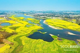 云赏花︱瞰邛崃回龙镇两河口金色花海