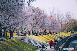 云赏花丨和我在成都的河滨公园走一走 感受春天的气息
