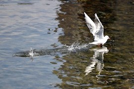 成都 海鸥来蓉城过幸福春天