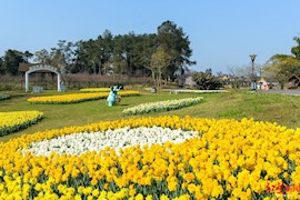 3月早春大片美翻了! 成都第一抹花海，部分园区限流开放