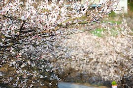 云赏花｜杏花海在青白江震中村盛开，美得就像一幅油画